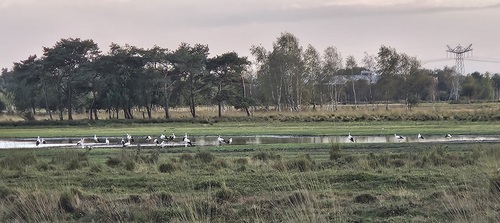 White Stork