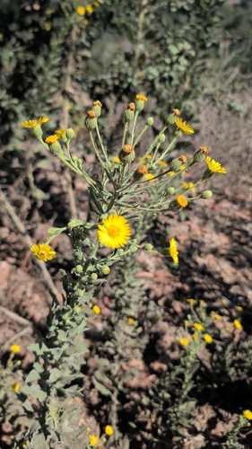 Telegraphweed