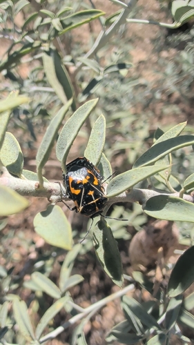 Harlequin Bug