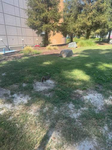 Eastern Fox Squirrel