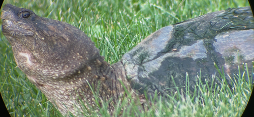 Common Snapping Turtle