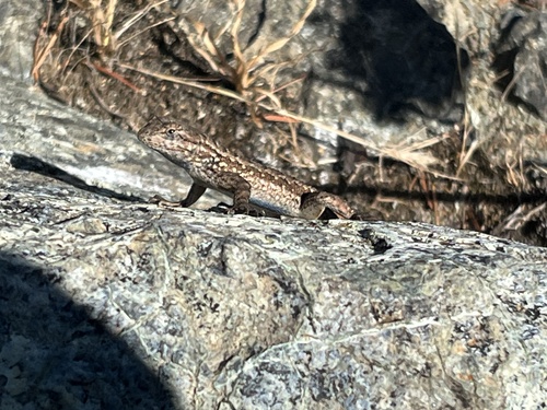 Western Fence Lizard
