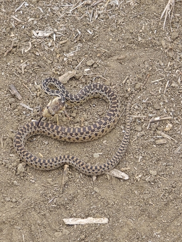 Gopher Snake