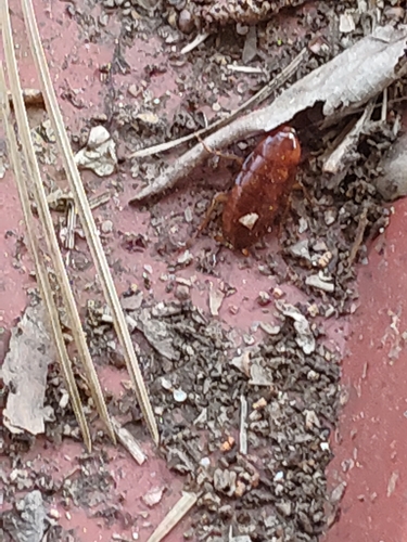 Smokybrown Cockroach