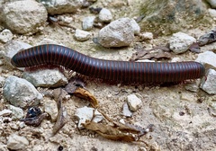 Narceus americanus