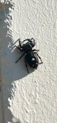 Bold Jumping Spider