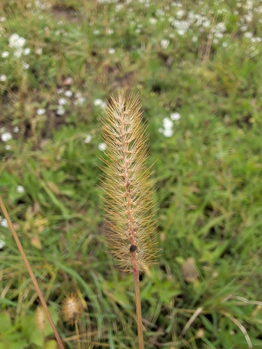 yellow foxtail