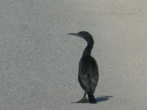Brandt's Cormorant