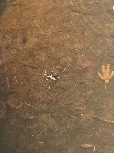 North American Common Water Strider