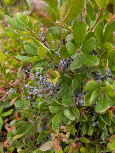 Bayberries