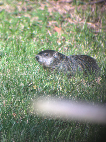 Groundhog