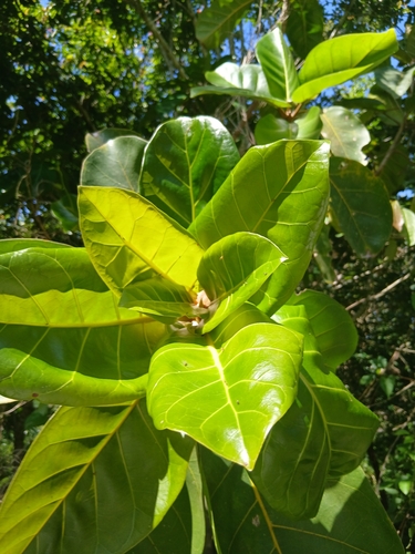 Ficus lutea observed 2026-10-01