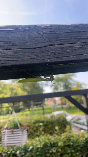European Mantis