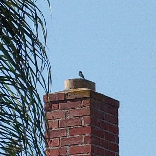 Black Phoebe