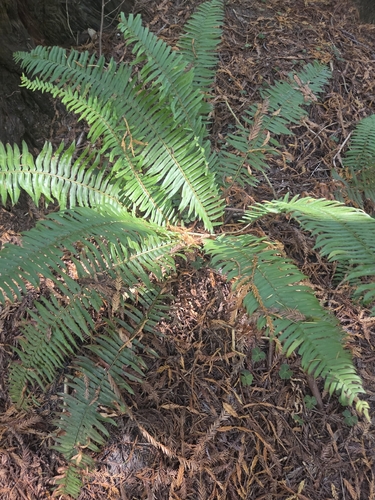 western sword fern