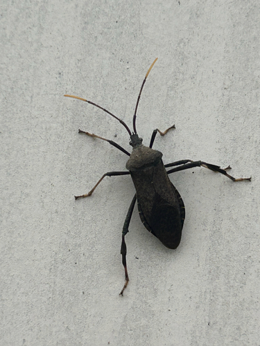 Acanthocephala terminalis