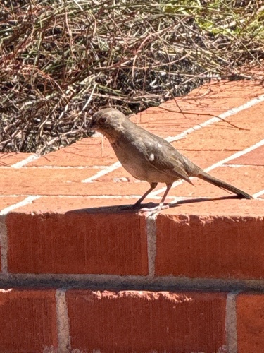 California Towhee