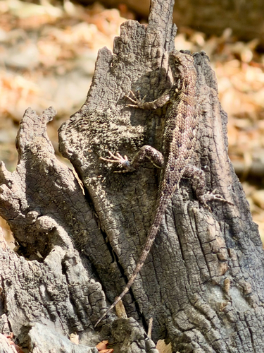 Western Fence Lizard