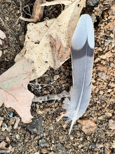 Mourning Dove