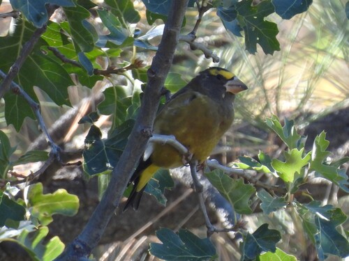 Evening Grosbeak