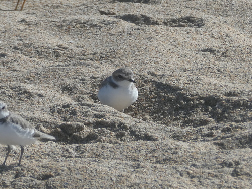 Snowy Plover