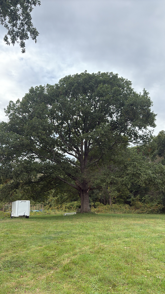A broad old oak with its whole crown still dark green, standing at the edge of a mown field under grey cloud.