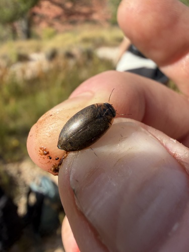 Rhantus gutticollis