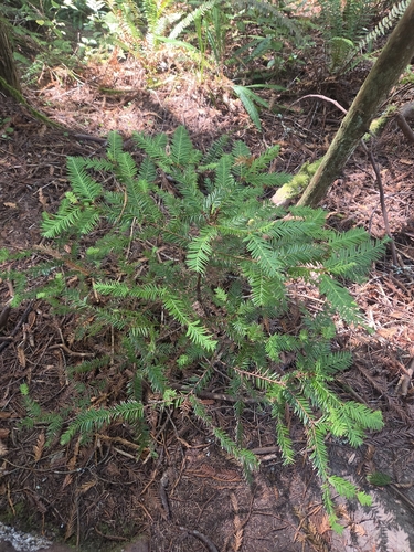 coast redwood