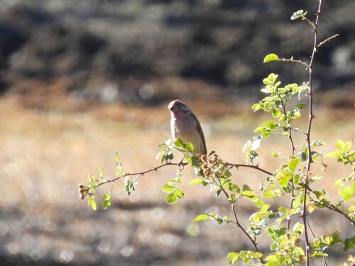 Cassin's Finch