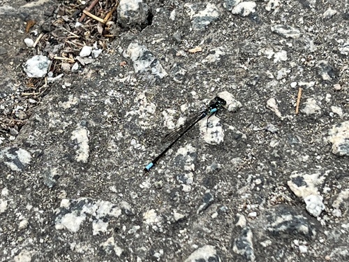 Pacific Forktail