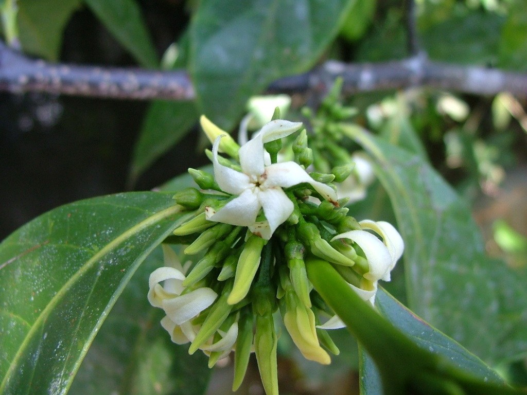Malouetia guatemalensis