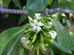 Malouetia guatemalensis image