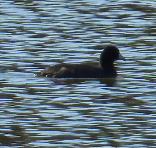 American Coot