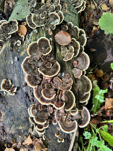 turkey-tail