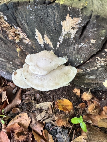 White Cheese Polypore