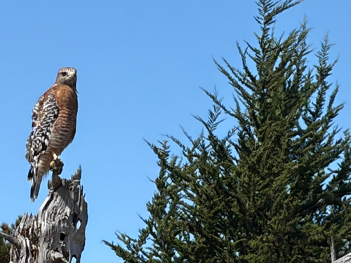 Red-shouldered Hawk