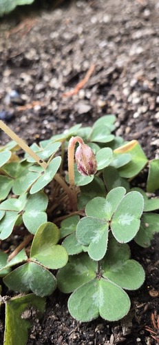 Redwood Sorrel