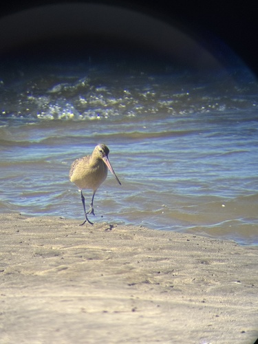 Bar-tailed Godwit