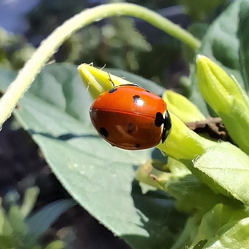 Seven-spotted Lady Beetle
