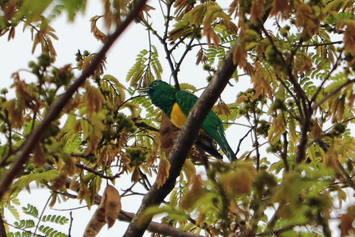 iNaturalist image