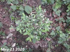 Symplocos paniculata