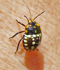 Nezara viridula