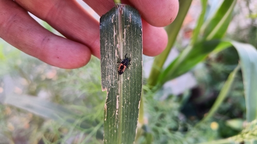 Asian Lady Beetle
