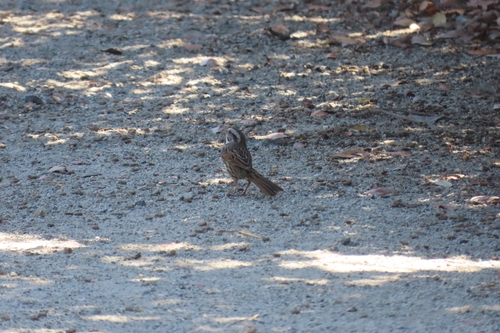 Song Sparrow
