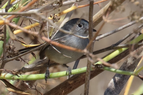 California Gnatcatcher
