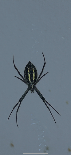 Banded Garden Spider