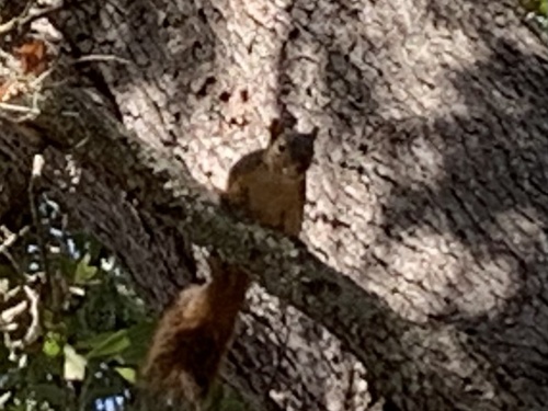 Eastern Fox Squirrel