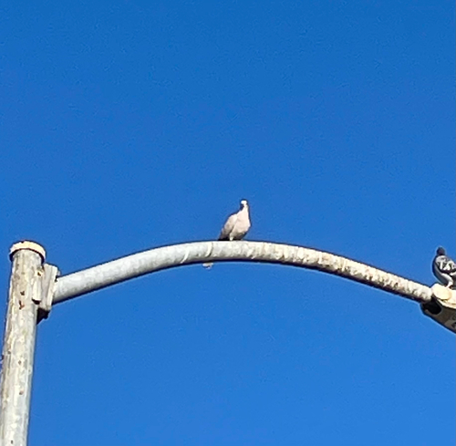 Eurasian Collared-Dove