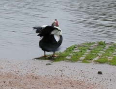 Cairina moschata domestica