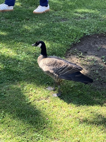 Cackling Goose